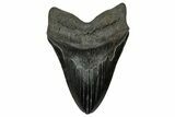Huge Fossil Megalodon Tooth - South Carolina #326525-1